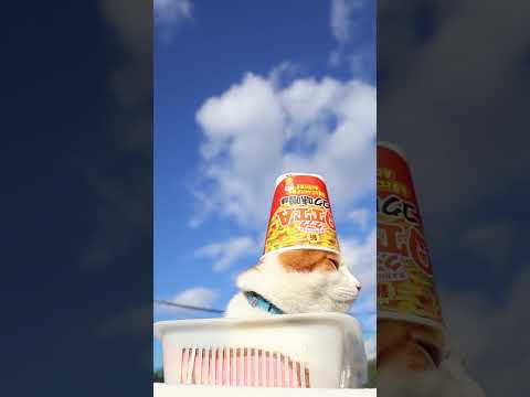 QTTA コク味噌味　260119　のせ猫　QTTA　 cat cute ねこ　 cutecat　 ネコ　 猫のいる暮… サムネイル