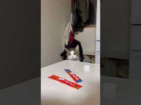 めっちゃかわいい サムネイル