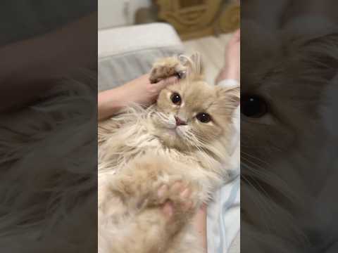 Call Me Maybe…? 🐈🩷#shorts #cat #cats #kitten #cute サムネイル
