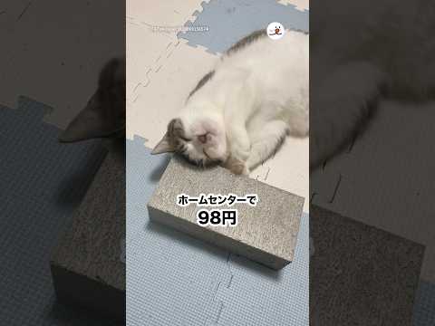 コンクリートを買ったらこれ🤭｜PECO サムネイル