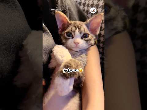 話題の神回！ぬいぐるみそっくりな子猫に癒される サムネイル