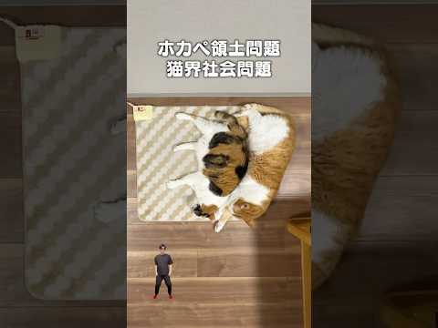 「ホカペ領土問題」猫あるある|フルはApple Musicほか音楽アプリへ サムネイル
