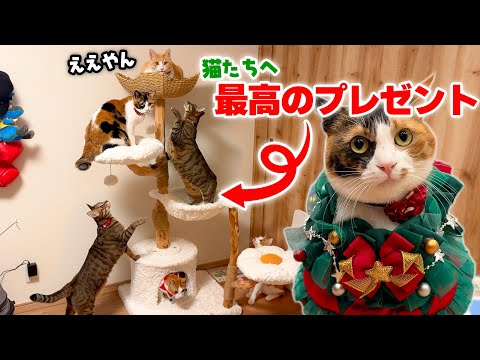 愛する猫たちへ、最高のクリスマスプレゼントを贈りました。みんな喜んでくれるのか…！ サムネイル