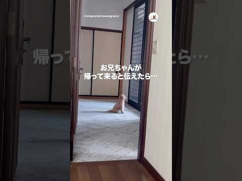 お兄ちゃんを待つ忠犬ノアくん｜PECO サムネイル