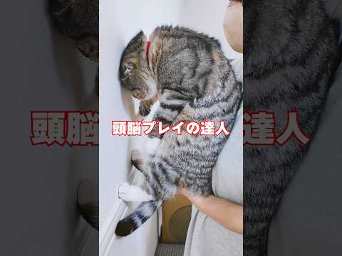 壁に手をついたら賢い猫チャレンジにレオンくんが挑戦したらりっちゃんに異変が起きました😭😭😭 猫 サムネイル