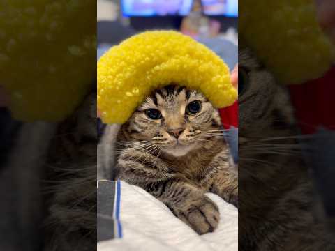 大暴れ猫をエビフライで落ち着かせる...!! cat 猫 サムネイル