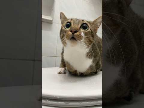 Tutu bath stock video🐱🦖 サムネイル