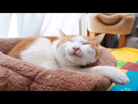 ちろ毛づくろい　251217 サムネイル
