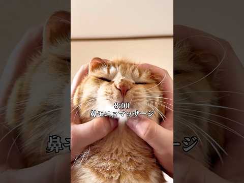 世界一愛くるしい猫の1日 cat ネコ つなまよ サムネイル