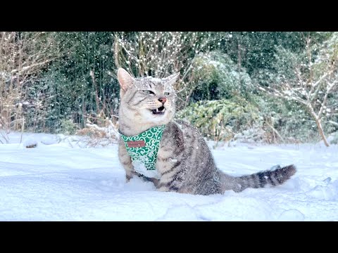 −4℃の吹雪なのにどうしても外に行きたい猫の末路 サムネイル