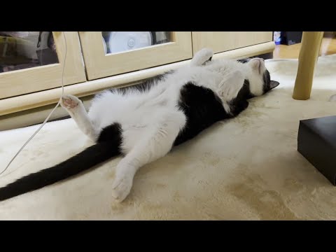振り落とそうとするルンバに楽しそうに乗る猫 サムネイル
