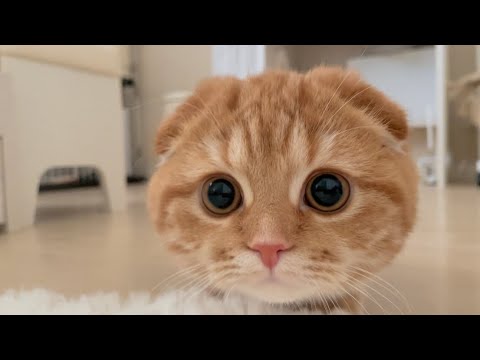 【スコティッシュフォールド】甘えん坊すぎる子猫 サムネイル