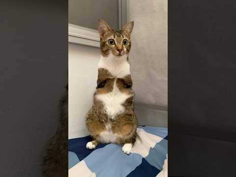 Tutu just standing there = instant cuteness サムネイル