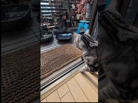 アメショーのラッテ アメショ アメリカンショートヘア 猫のいる暮らし 猫と暮らす家猫 サムネイル