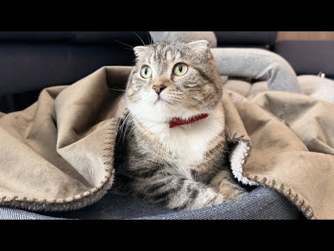 猫と「電気のいらない保温ベッドと同じあったかブランケット｜カインズ」をレビューした結果🤣🤣🤣 質問コーナーもあり！ サムネイル