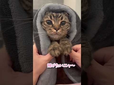 【2025年】スコティッシュまとめ!! cat 猫 サムネイル