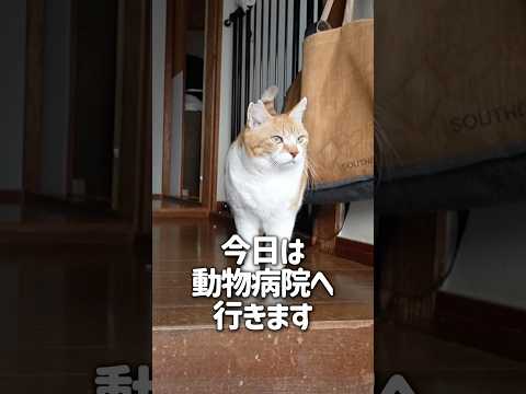 【絶望】動物病院へ連れてかれる猫 元野良猫チャチャ 猫武将 ねこ ネコ 猫 cat サムネイル
