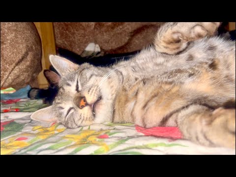 99%が5分で眠くなる😴 猫のゴロゴロ×Water Wood ASMR サムネイル