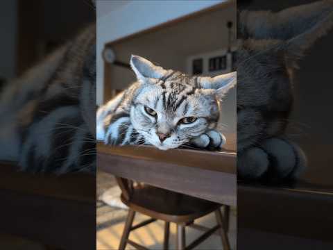アメショーのラッテ アメショ アメリカンショートヘア 猫と暮らす家猫との暮らし猫 サムネイル