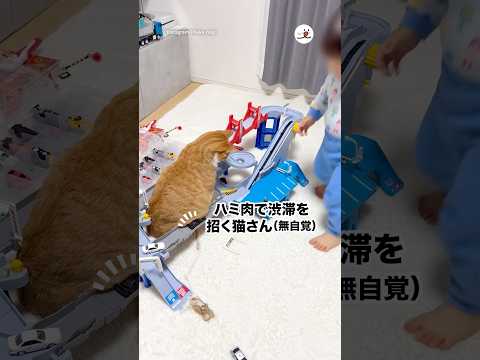 お腹の肉事故発生｜PECO サムネイル