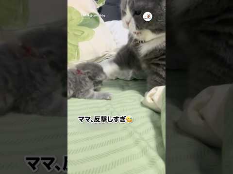 ゆるすぎる争い｜PECO サムネイル