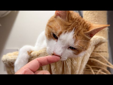 仲良しだった子猫たちとお別れした猫が、明らかに様子がおかしくなってしまいました… サムネイル