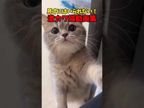 目が離せない〜/// 猫 cat cats cute サムネイル