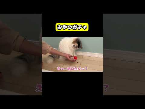 おやつガチャ　猫 おもしろ アテレコ ニャンチューバーつくし サムネイル
