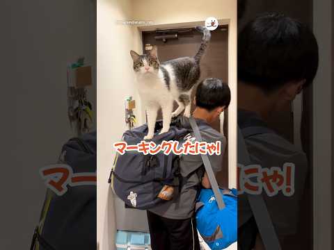 キャンプいくお兄ちゃんを見送る猫さん｜PECO サムネイル