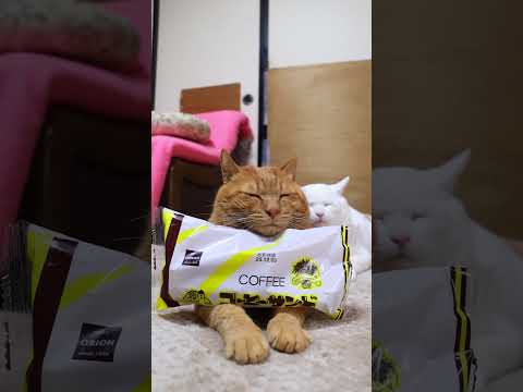 コーヒーサンド オリオンベーカリー　260111　のせ猫　オリオンベーカリー　コーヒーサンド cat cute ねこ… サムネイル