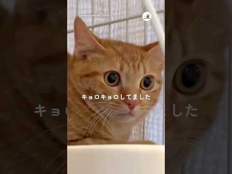 保護猫を迎えて緊張の1日目｜PECO サムネイル