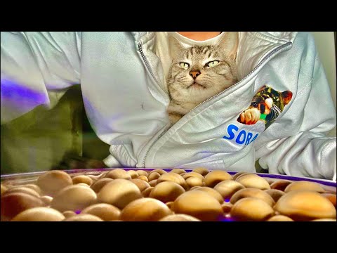 99%が5分で眠くなる｜猫×水の音ASMR Deep Relax ASMR｜Cat Purring & Wooden… サムネイル