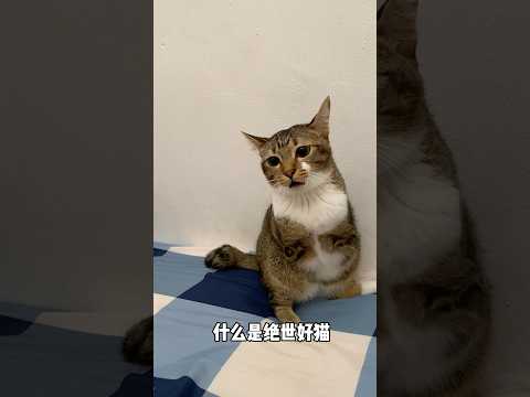 什么是绝世好猫 サムネイル