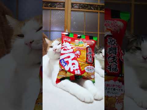 ひとくち歌舞伎揚　赤いきつね味　260102　のせ猫　 cat ねこ ネコ　 猫のいる暮らし　 cute　 猫のいる生… サムネイル