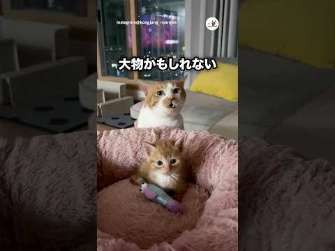 大物の予感がする子猫｜PECO サムネイル