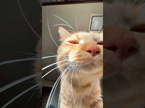飼い主を必死で起しにくる猫の1日ブロックブラスト ブロブラご当地ランキング　pr つなまよ cat サムネイル