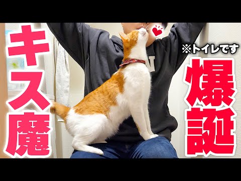【キス魔】帰宅した飼い主が嬉しすぎて、トイレまでついてきた猫がこちらですwww サムネイル