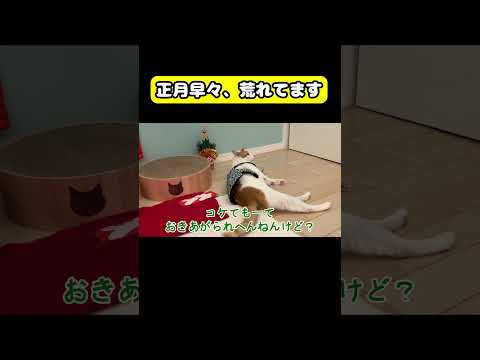 正月早々、荒れてます　猫 おもしろ アテレコ ニャンチューバーつくし サムネイル