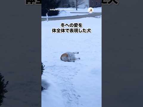 大好きな冬がやってきたぞ！｜PECO サムネイル