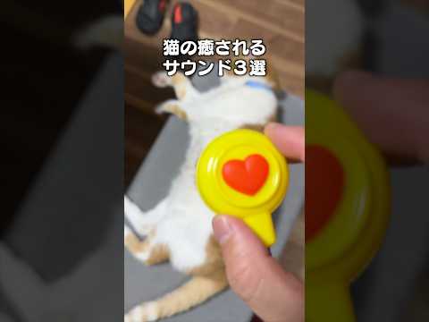 「猫の癒されるサウンド３選」猫あるある|フルはApple Musicほか音楽アプリへ サムネイル