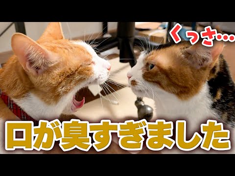 弟の口が臭すぎて、ベルちゃんの顔面が崩壊しましたwww サムネイル