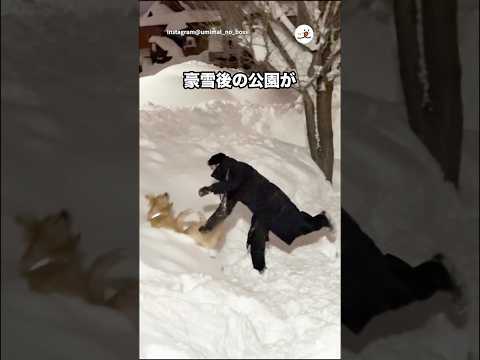 ワイルドな雪遊び｜PECO サムネイル