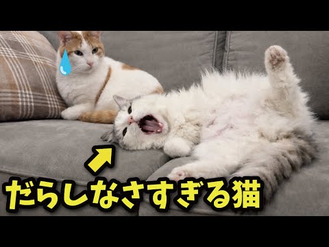 世界で一番だらしない猫をご覧ください サムネイル
