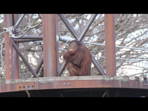 ロキのぼっちスカイウォーク　多摩動物公園　オランウータン　202512 サムネイル