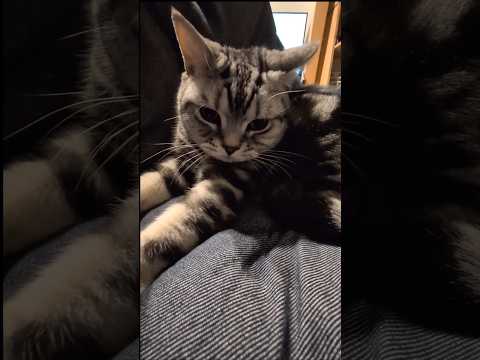 アメショーのラッテ アメショ アメリカンショートヘア 猫と暮らす家猫との暮らし猫 サムネイル