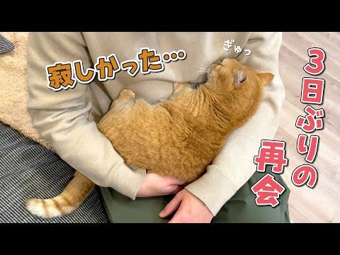 パパとの３日ぶりの再会で抱きついて離れなくなった猫が可愛すぎる！ サムネイル