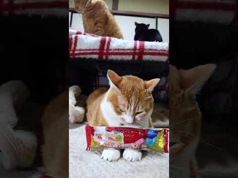 苺ショートケーキのエクレア　260205　のせ猫　 cat ねこ 猫のいる暮らし　 cute　 ネコ　 猫のいる生活… サムネイル