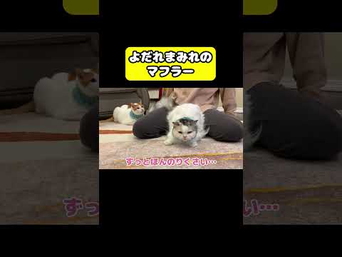 よだれまみれのマフラー　猫 おもしろ アテレコ ニャンチューバーつくし サムネイル