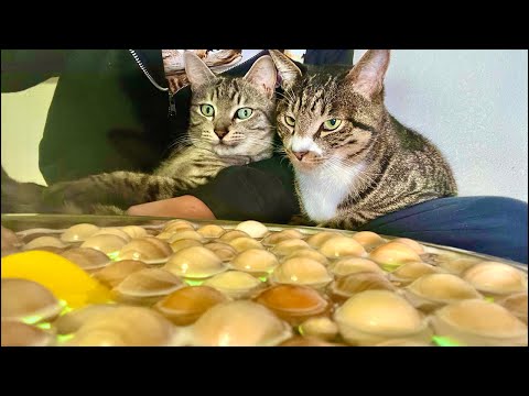 Deep Relax ASMR｜Cat Purring & Wooden Balls【live】 サムネイル