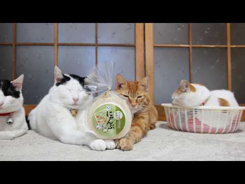 こたつのねこたちLIVE配信　　2026年2月21日 サムネイル